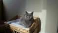 /album/galeria-de-fotos-os-nossos-gatos/blue-kiss-3-jpg/